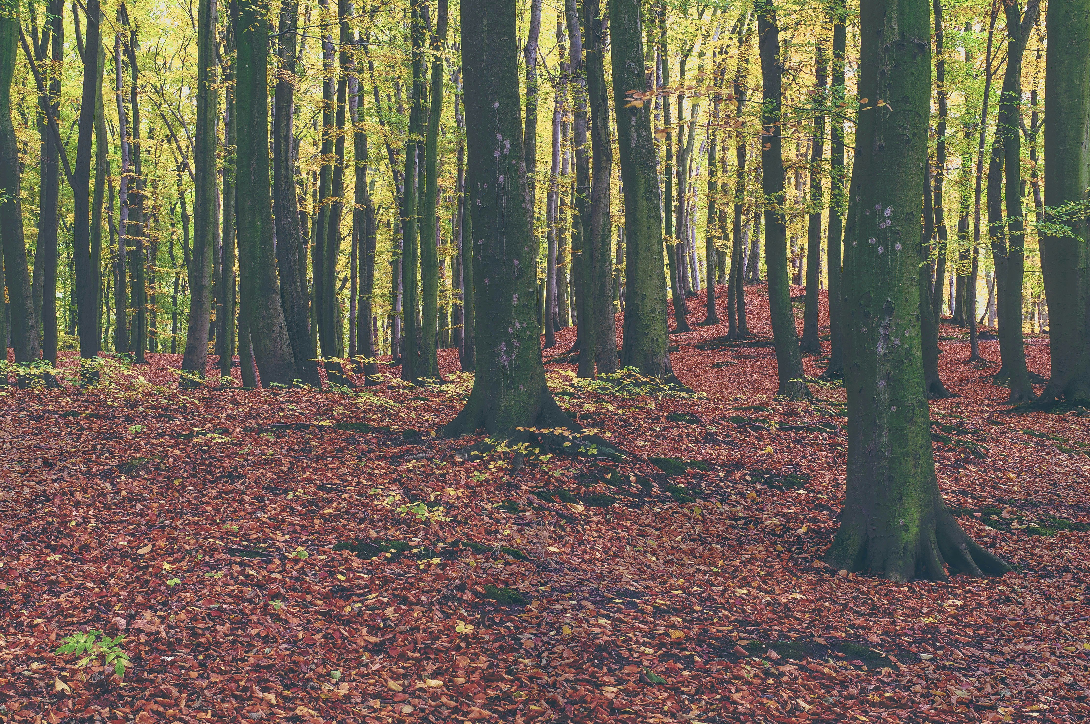 green trees in forest